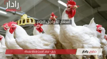 انخفاض مفاجئ في أسعار الدواجن الان في السوق