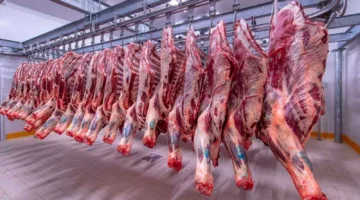 أسعار اللحوم الحمراء البلدي اليوم الثلاثاء 8/4/2025 تشهد استقرارًا ملحوظًا