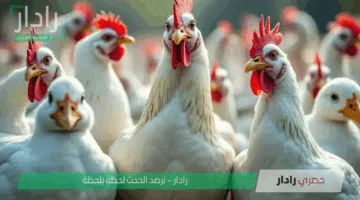 «أسعار الدواجن اليوم» في مصر تشهد استقرارًا ملحوظًا تعرف على الأسعار والتفاصيل