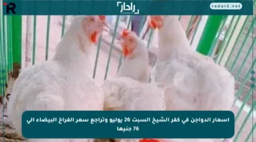 أسعار الدواجن في كفر الشيخ السبت 26 يوليو وتراجع سعر الفراخ البيضاء إلى 76 جنيها