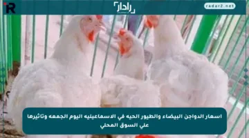 أسعار الدواجن البيضاء والطيور الحية في الإسماعيلية اليوم الجمعة وتأثيرها على السوق المحلي