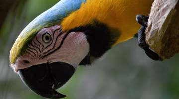 تحذير من ارتفاع الحرارة الشديدة وتأثيرها على الطيور الاستوائية حتى في الغابات النائية.. فما حجم الخطر؟