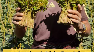 رقم 22 في اليمن تمنع استيراد وتداول القات بالكامل.. تعرف على إجراءات ترحيل المتاجرين به