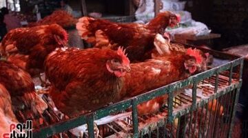 أسعار الفراخ البيضاء اليوم في الغربية تصل إلى 65 جنيهاً