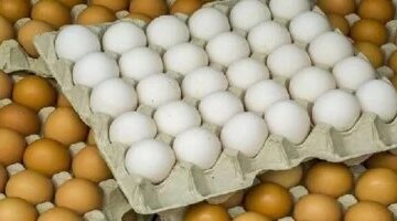 أسعار البيض في كفر الشيخ اليوم الجمعة 31 أكتوبر 2025