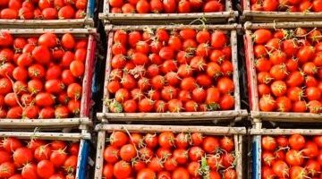 انخفاض أسعار الطماطم ينعش سوق الخضروات بمطروح اليوم الخميس