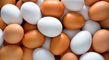 أسعار البيض في كفر الشيخ اليوم السبت 1 نوفمبر 2025