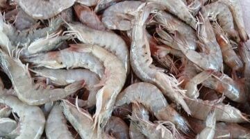 أسعار الجمبري والأسماك في الإسكندرية اليوم الثلاثاء