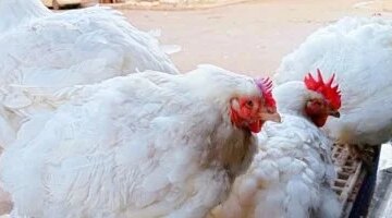 أسعار اللحوم والدواجن والأسماك تستقر في أسواق سوهاج