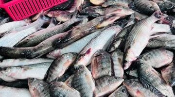 أسعار أسماك كفر الشيخ اليوم: كيلو البلطي بـ55 جنيهاً الجمعة 5 ديسمبر 2025